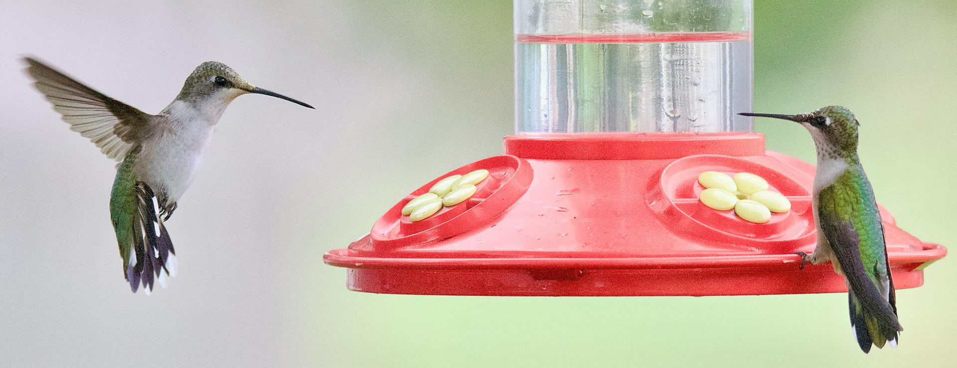 Haustier Vogel 2 Haustier Vogel -Haustier Vogel pexels agrosales 18372136