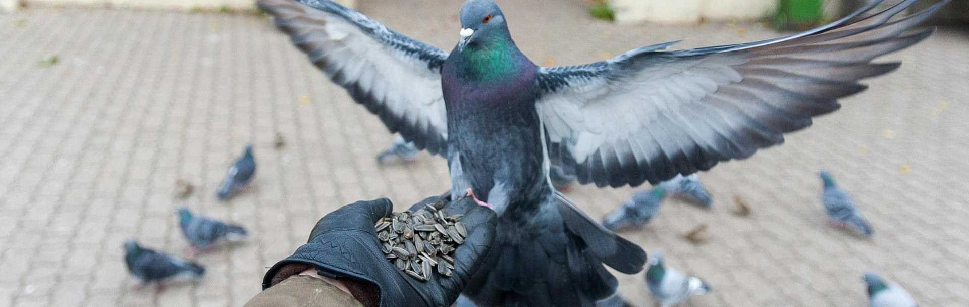 Haustier Vogel 20 Haustier Vogel -Haustier Vogel pexels boatsurfer 8858630