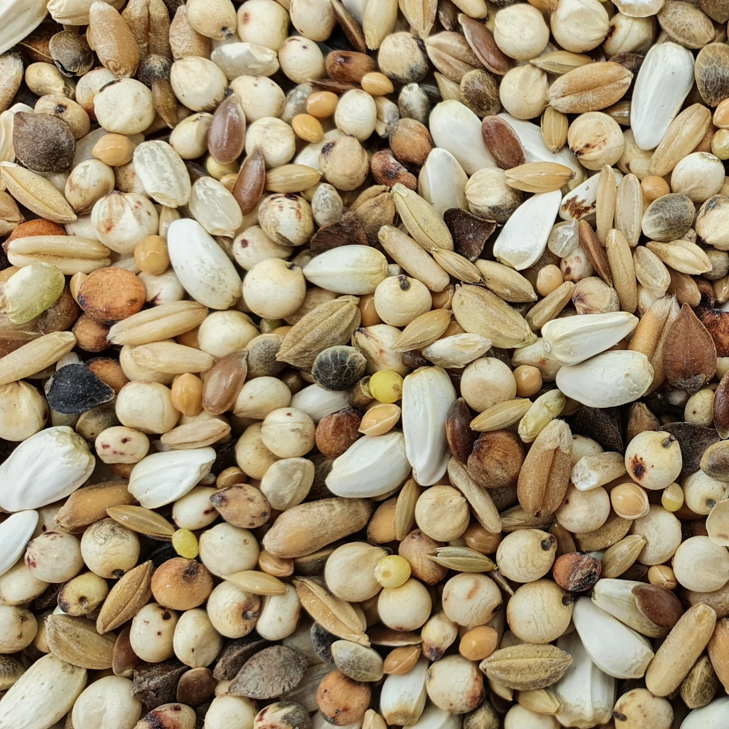 Spinne D.A. Sonderklasse 20kg 3 Spinne D.A. Sonderklasse 20kg